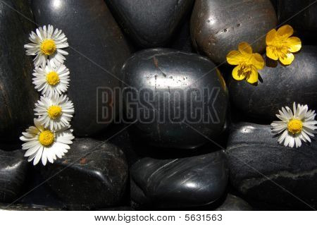 Daisy Flowers op zwarte stenen