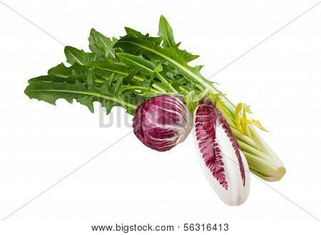 Chicory Mix