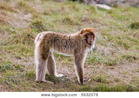 Barbary Ape