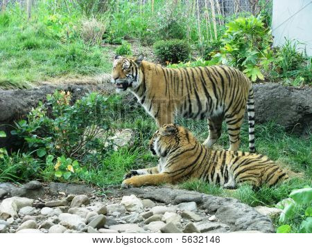 two tigers