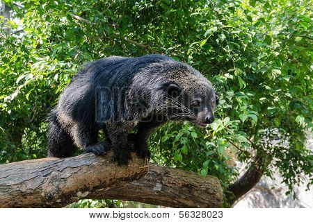 Animale raro e divertente - Binturong