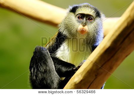 Campbell Monkey