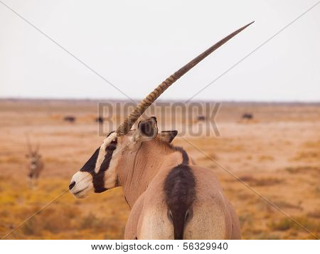 Antylopa Oryks