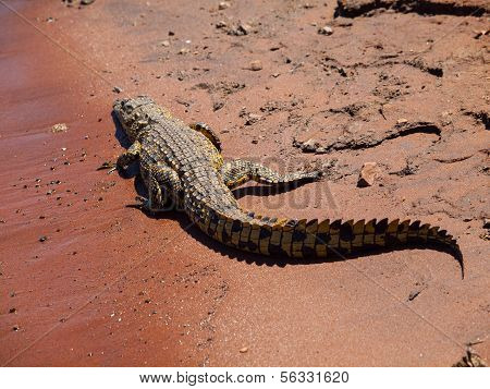 Crocodile On River Bank