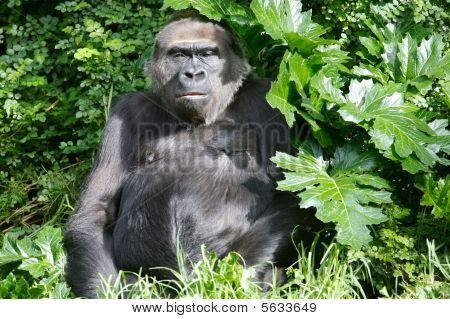 Vestlige Lowland gorillaer