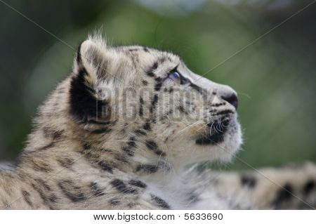 Snow Leopard Cub