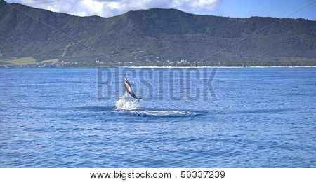 Delfin