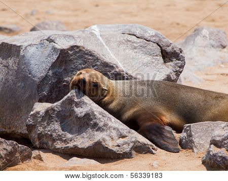 Brown foki (arctocephalus Pusillus)