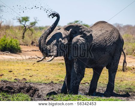 Elefant Schlamm Splash