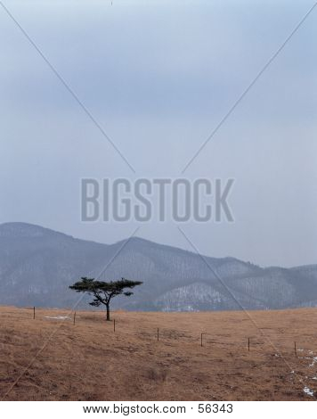 Brown Field
