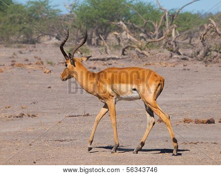 Impala Passing Dry Land