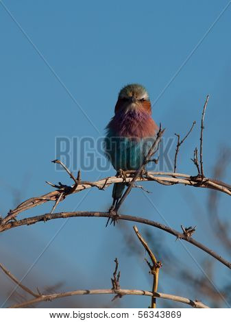 Lilac-breasted Roller (coracias Caudatus)