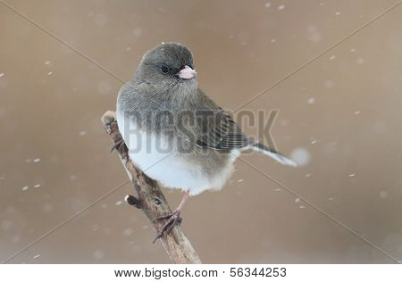 Junco lumisten haara