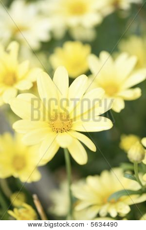Gele Aster Daisy