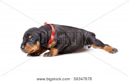 Cucciolo di Doberman In nastro rosso