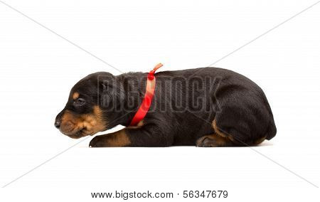 Cucciolo di Doberman In nastro rosso