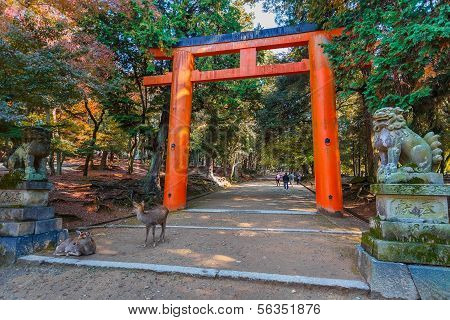 Torii at Tamukeyama Hachimangu in Nara