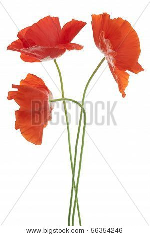 Poppy