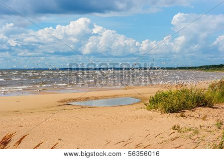 Riva del lago Peipsi. Estonia