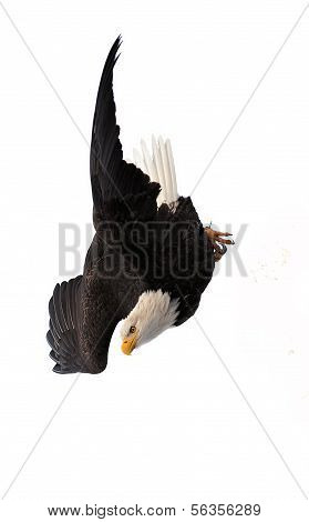 Potápěčské orel bělohlavý