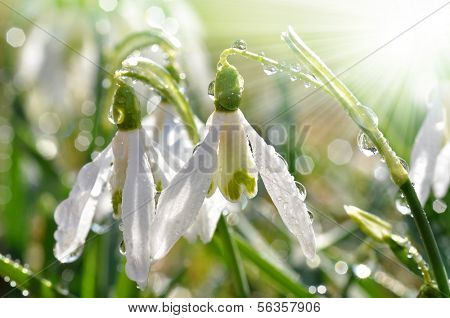 snowdrop flower with morning dew 