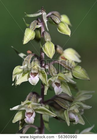 Viola orchidea Elleborine