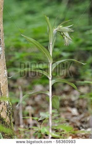 Viola orchidea Elleborine