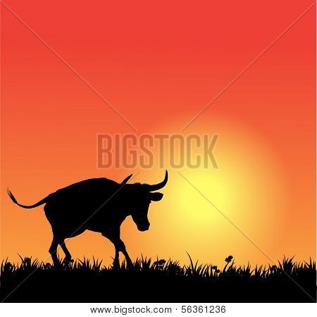 Vektor bull silhuet på sunset