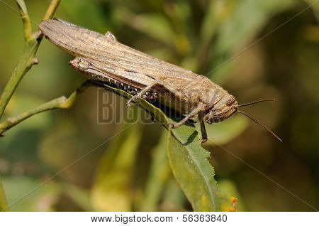 Egyptian Grasshopper