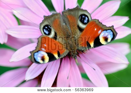 Peacock Butterfly
