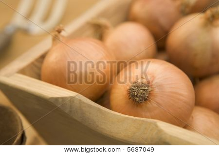 Zwiebeln in Holz trug