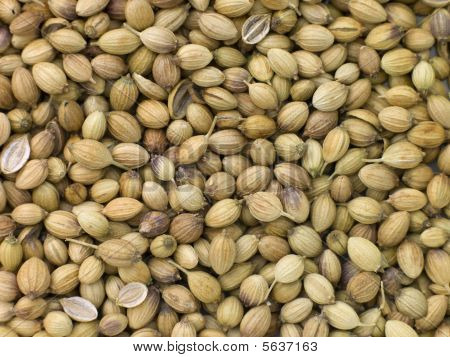 Corriander Seeds