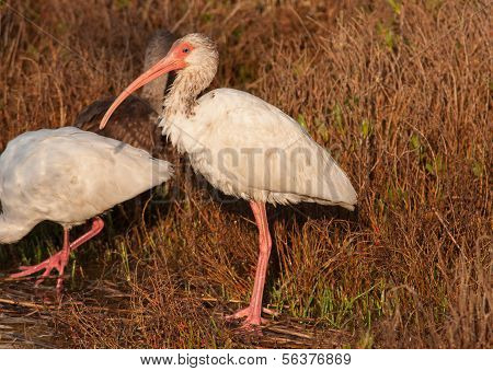 Bílá Ibis