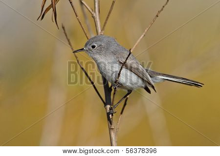 Zanzariere blu-grigio (polioptila Caerulea)