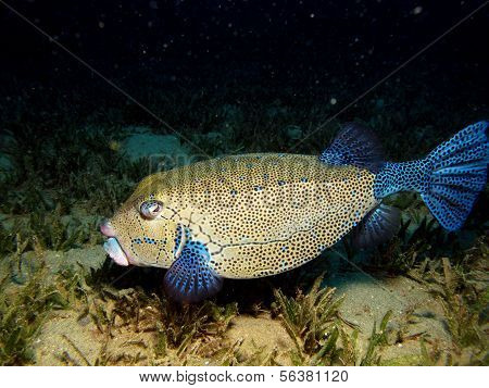 Keltainen boxfish