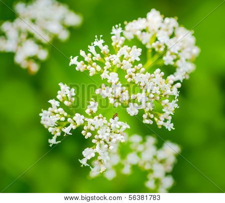 Valerian bloem met een Insect, groene onscherpe achtergrond