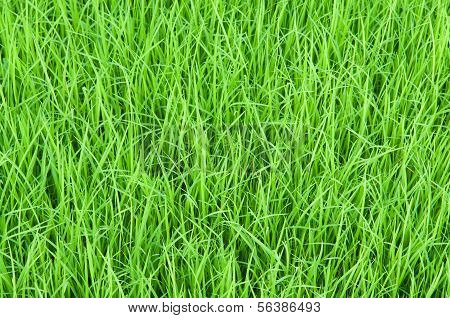 Green Grass Blackgroud Show Green Blackground Concept