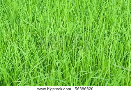 Green Grass Blackgroud