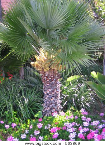 Flores N' una palmera