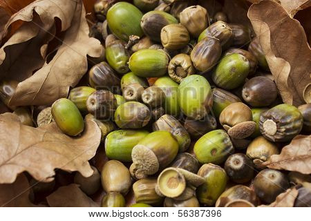 oak  and acorns