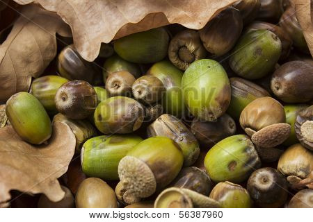 oak  and acorns