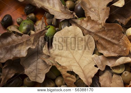 oak  and acorns