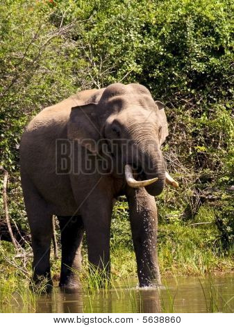 Yala Tusker bere