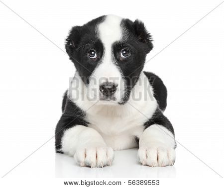 Central Asian Shepherd Puppy Portrait