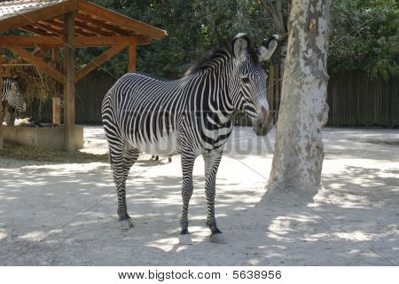 Zebra