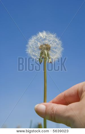 Blowball