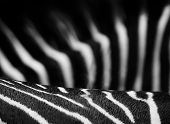 Zebra Stipes