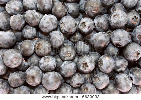 Fresh Blueberries
