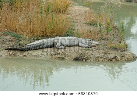 Crocodile in a zoo
