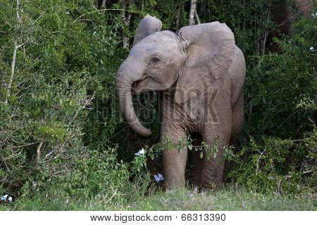 Baby African Elephant